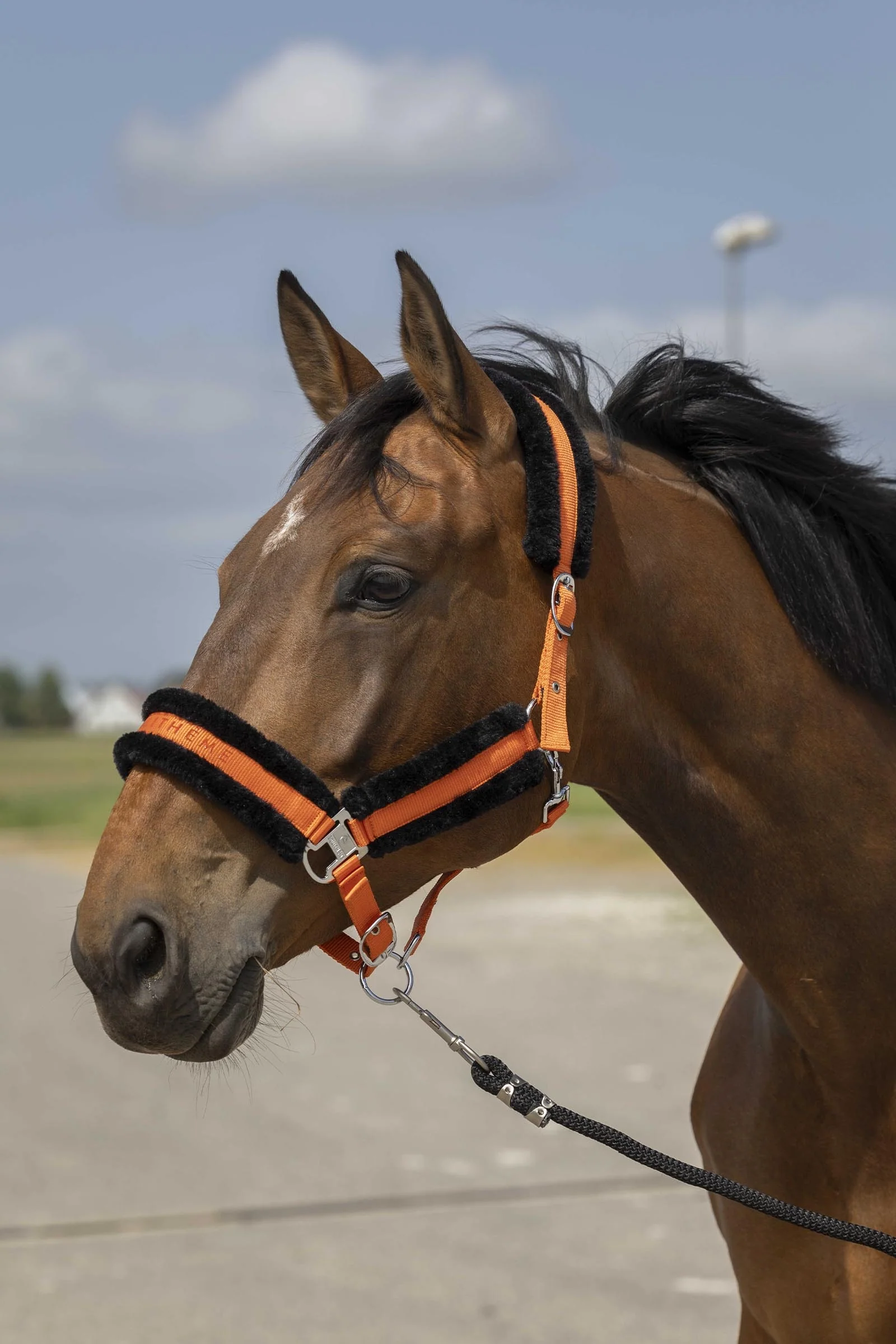 Nylon Mouton kantar Orange/Black F
