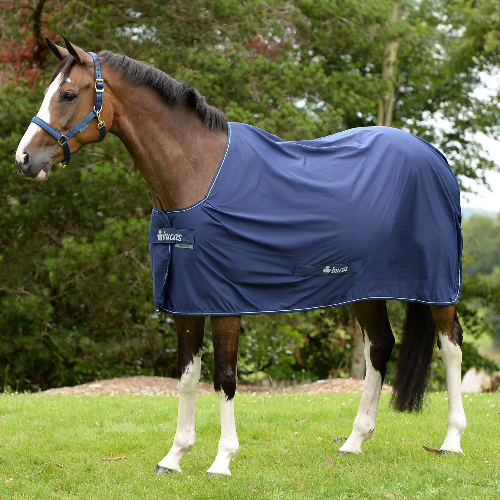 Chłodnica Shamrock Power Pony 85